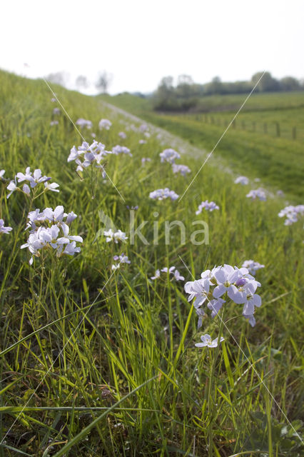 Pinksterbloem (Cardamine pratensis)