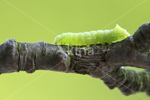 Piramidevlinder (Amphipyra pyramidea)