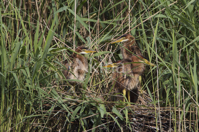 Purperreiger (Ardea purpurea)