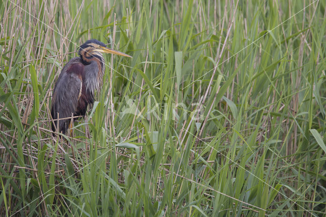 Purple Heron (Ardea purpurea)