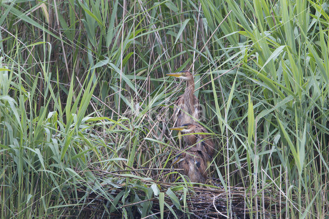 Purple Heron (Ardea purpurea)