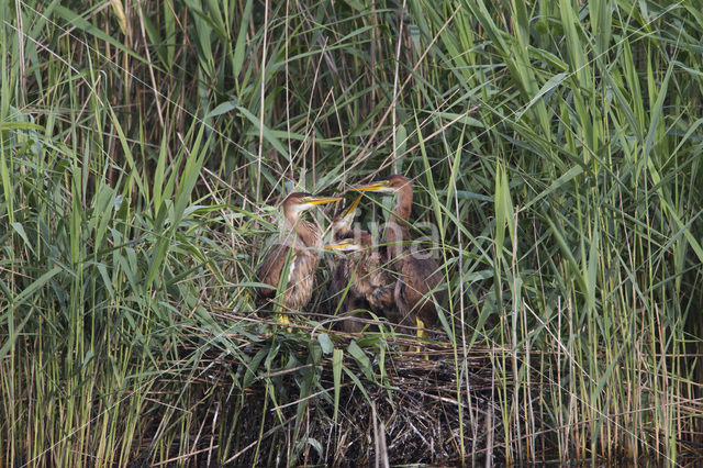 Purple Heron (Ardea purpurea)