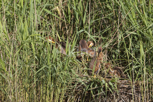 Purple Heron (Ardea purpurea)