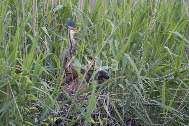 Purple Heron (Ardea purpurea)