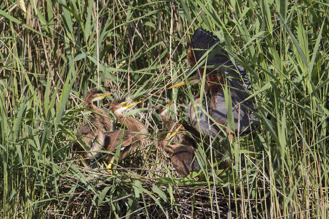 Purperreiger (Ardea purpurea)