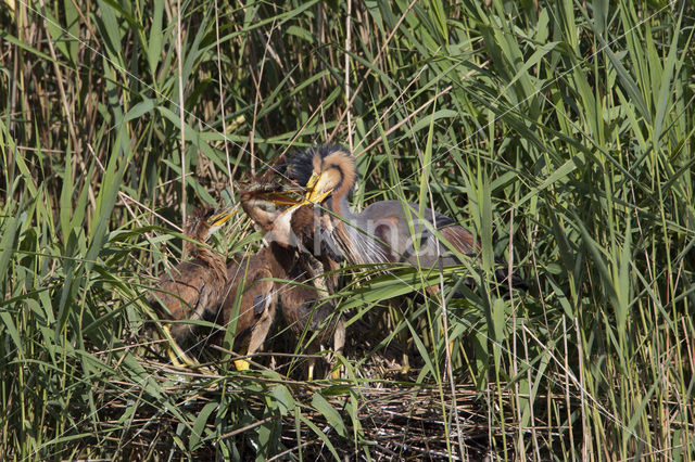 Purple Heron (Ardea purpurea)