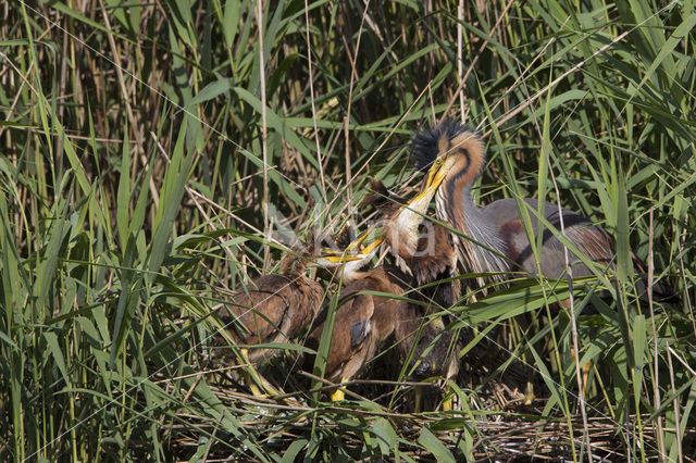 Purple Heron (Ardea purpurea)