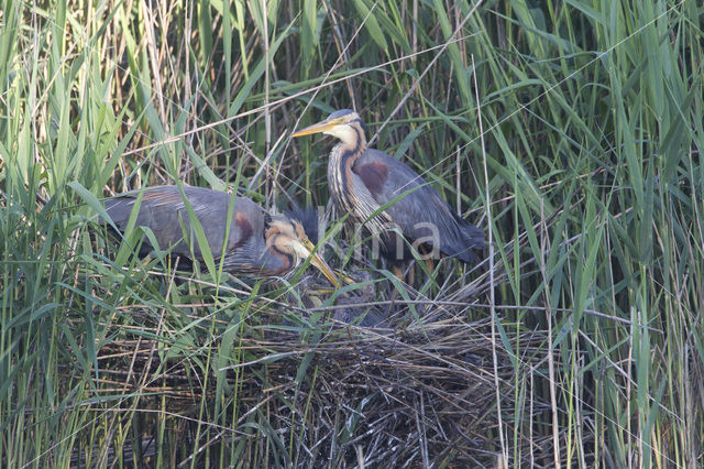 Purple Heron (Ardea purpurea)