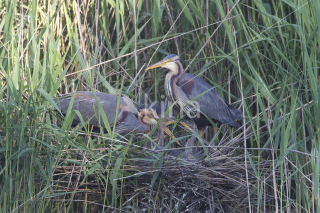 Purple Heron (Ardea purpurea)