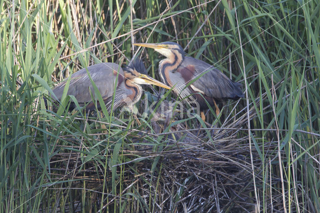 Purperreiger (Ardea purpurea)