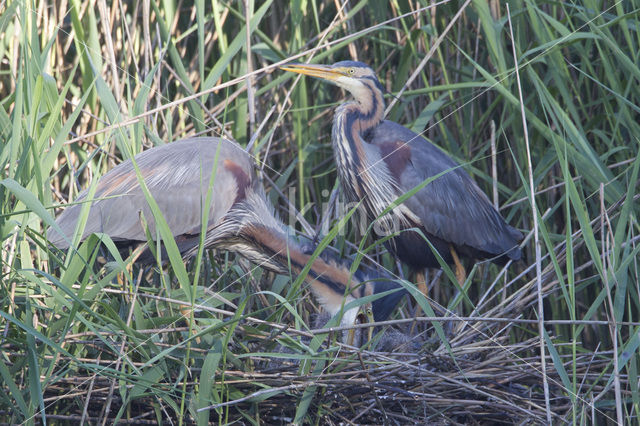 Purperreiger (Ardea purpurea)