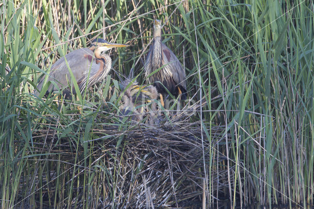 Purple Heron (Ardea purpurea)