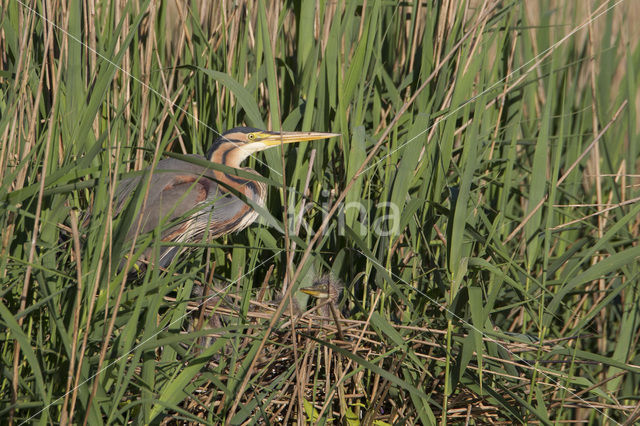 Purple Heron (Ardea purpurea)