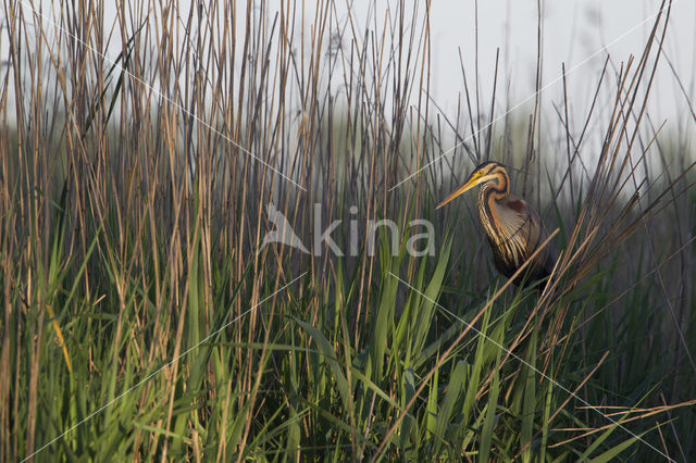 Purperreiger (Ardea purpurea)