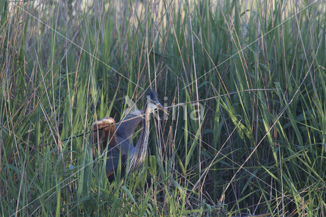Purple Heron (Ardea purpurea)