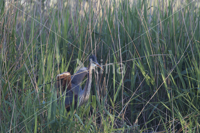 Purperreiger (Ardea purpurea)