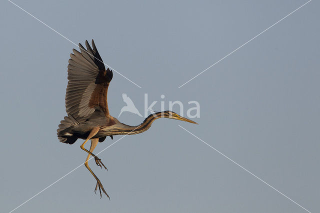 Purperreiger (Ardea purpurea)