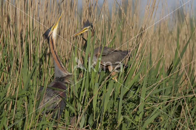 Purple Heron (Ardea purpurea)