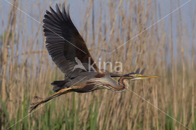 Purperreiger (Ardea purpurea)