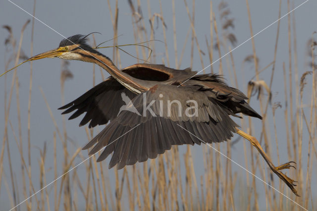 Purperreiger (Ardea purpurea)