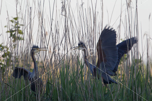 Purple Heron (Ardea purpurea)