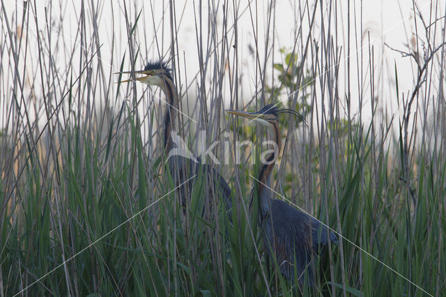 Purple Heron (Ardea purpurea)