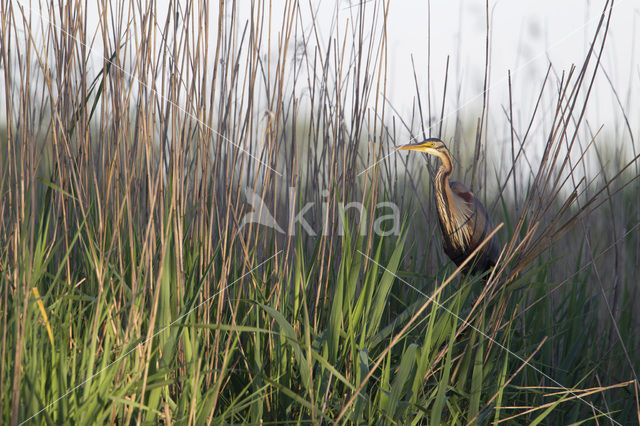 Purperreiger (Ardea purpurea)