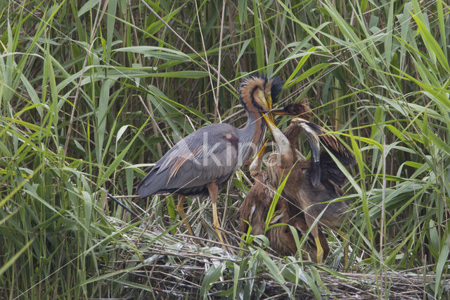 Purple Heron (Ardea purpurea)