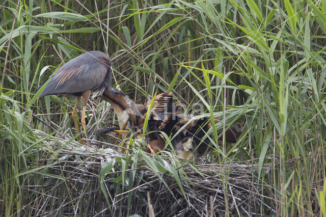 Purple Heron (Ardea purpurea)