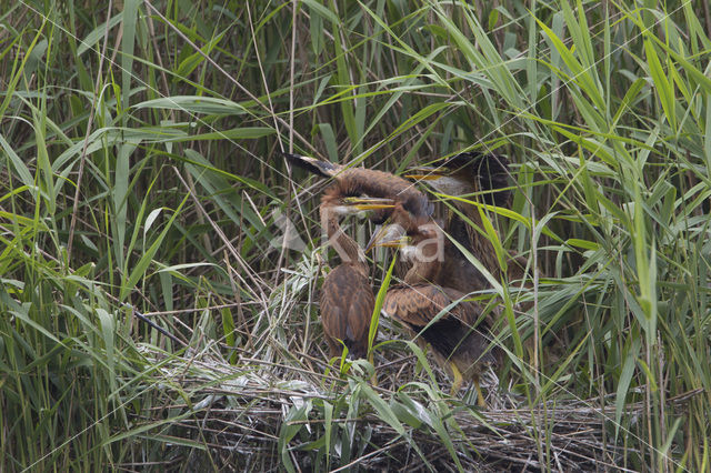 Purperreiger (Ardea purpurea)