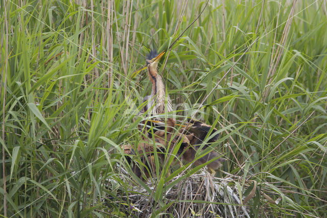 Purperreiger (Ardea purpurea)