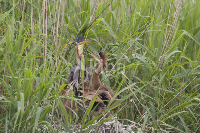 Purple Heron (Ardea purpurea)