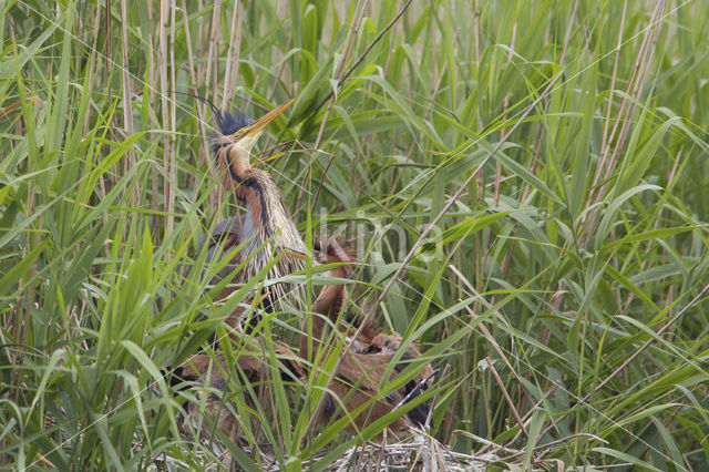 Purple Heron (Ardea purpurea)