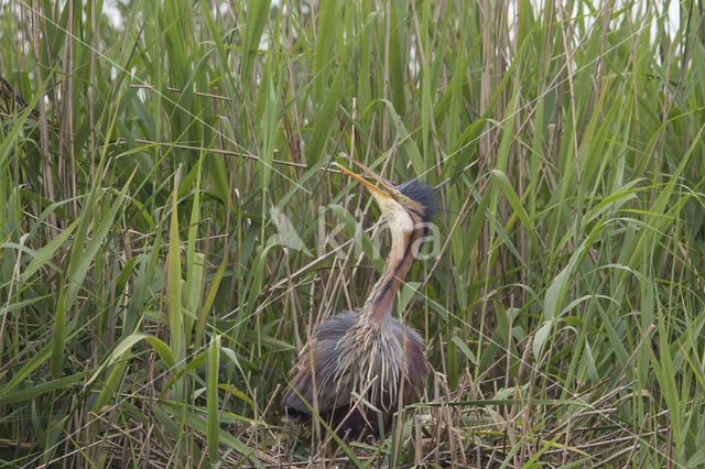 Purple Heron (Ardea purpurea)