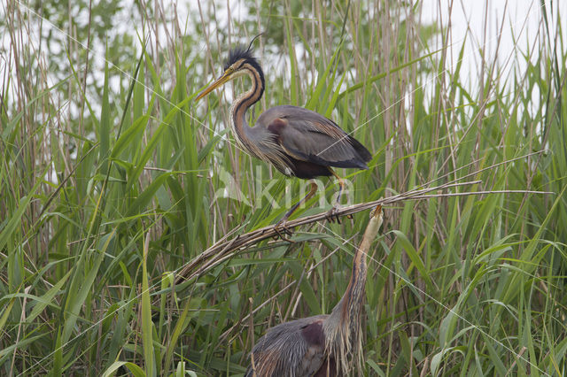 Purperreiger (Ardea purpurea)