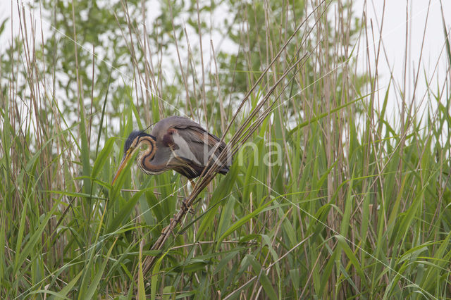 Purple Heron (Ardea purpurea)