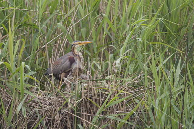 Purple Heron (Ardea purpurea)