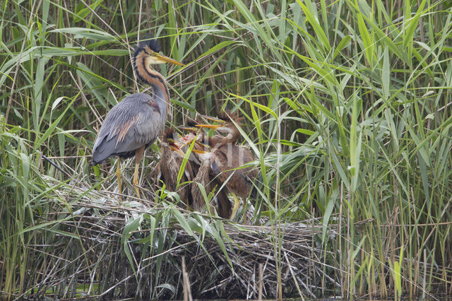 Purperreiger (Ardea purpurea)