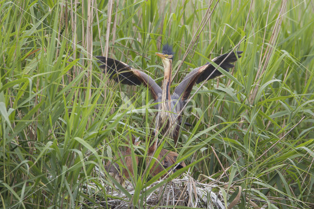 Purperreiger (Ardea purpurea)