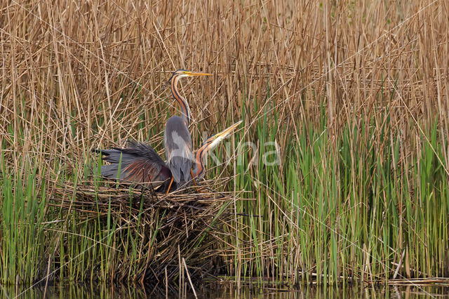 Purple Heron (Ardea purpurea)