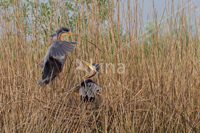 Purple Heron (Ardea purpurea)