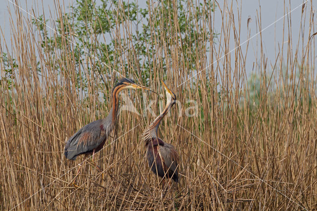 Purperreiger (Ardea purpurea)