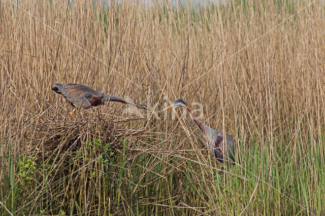 Purperreiger (Ardea purpurea)