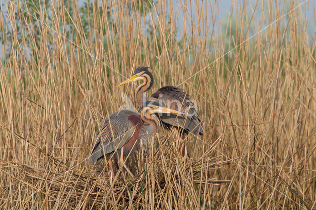 Purple Heron (Ardea purpurea)