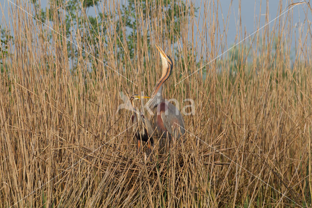 Purperreiger (Ardea purpurea)