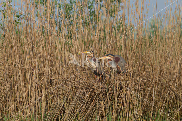 Purperreiger (Ardea purpurea)