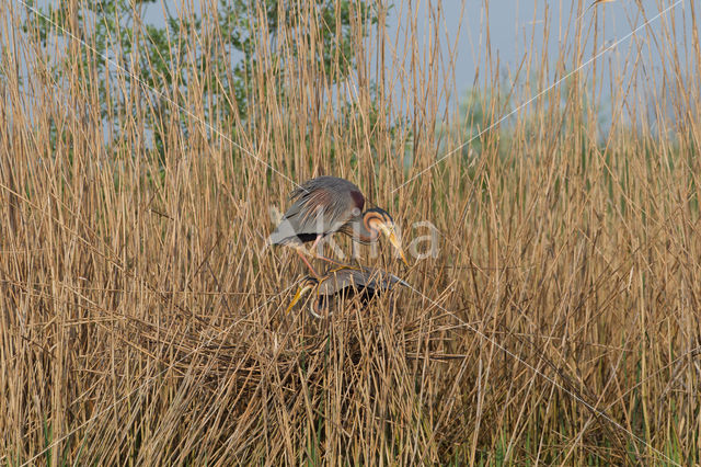 Purple Heron (Ardea purpurea)