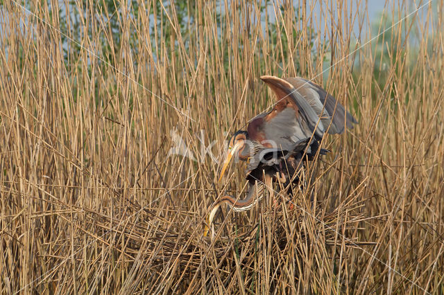 Purperreiger (Ardea purpurea)