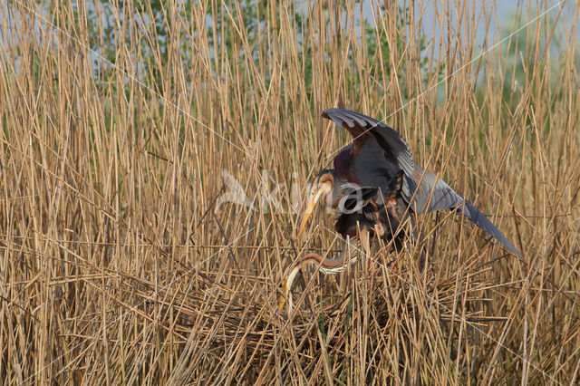 Purperreiger (Ardea purpurea)