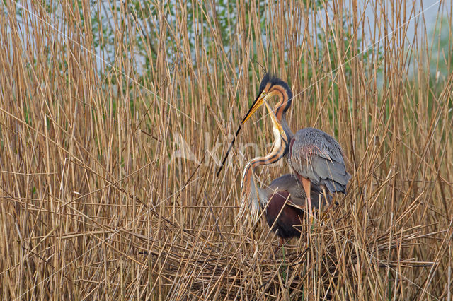 Purperreiger (Ardea purpurea)